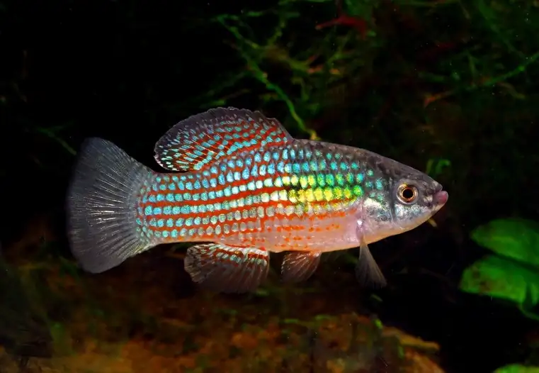 40 Coolest Freshwater Aquarium Fish 2024: For All Fish Keepers